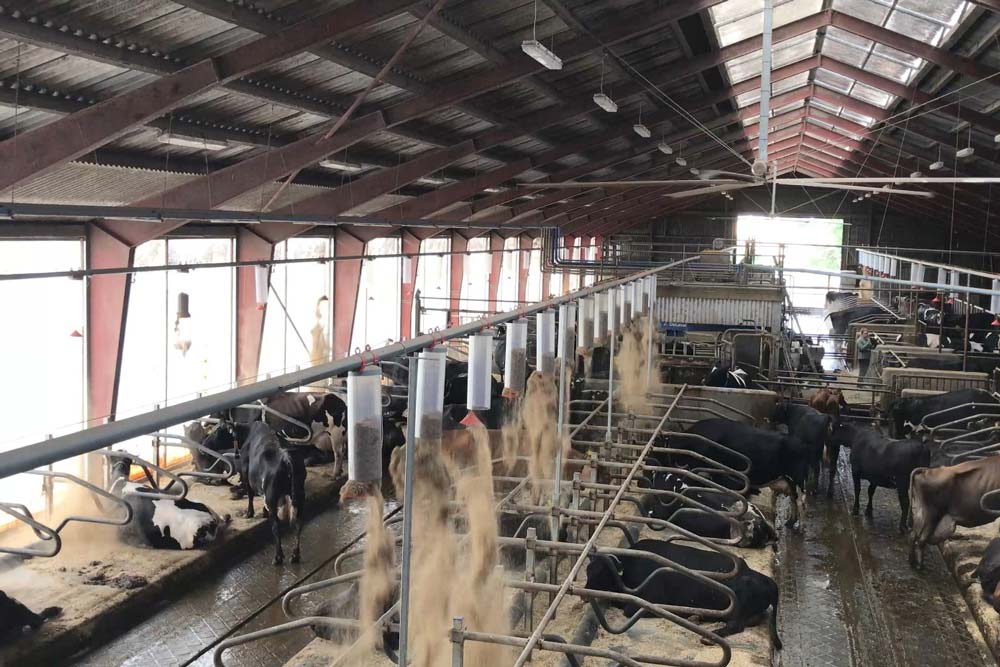 Overview of cattle barn with automatic bedding distribution system